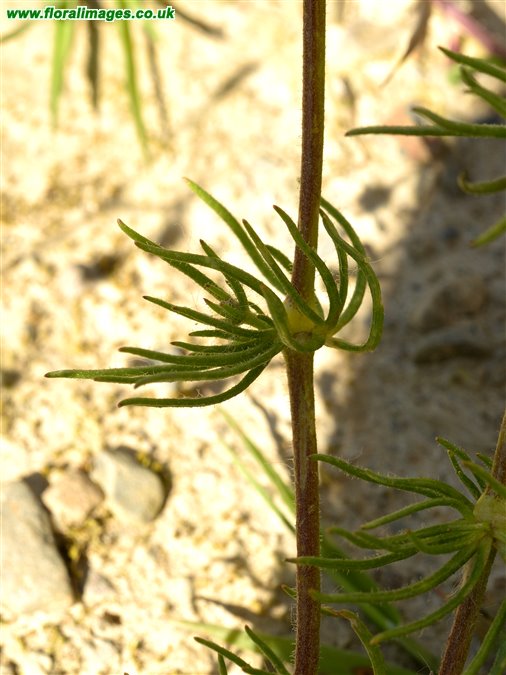 Spergula arvensis