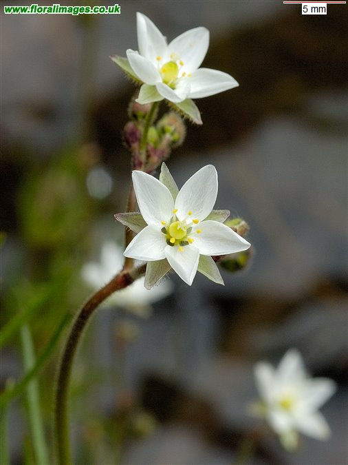 Spergula arvensis