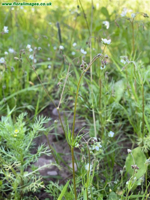 Spergula arvensis