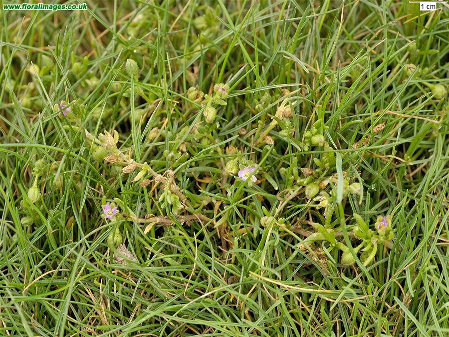 Spergularia marina