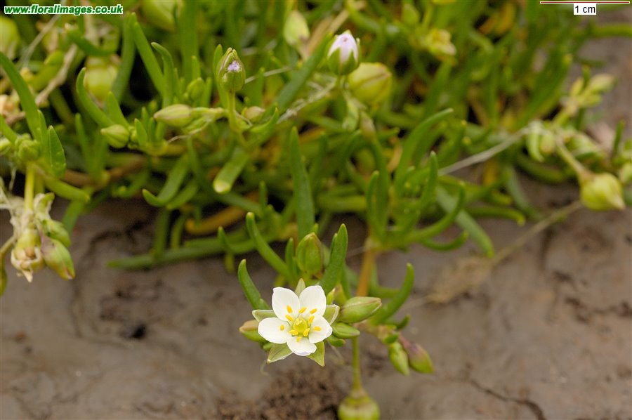 Spergularia media