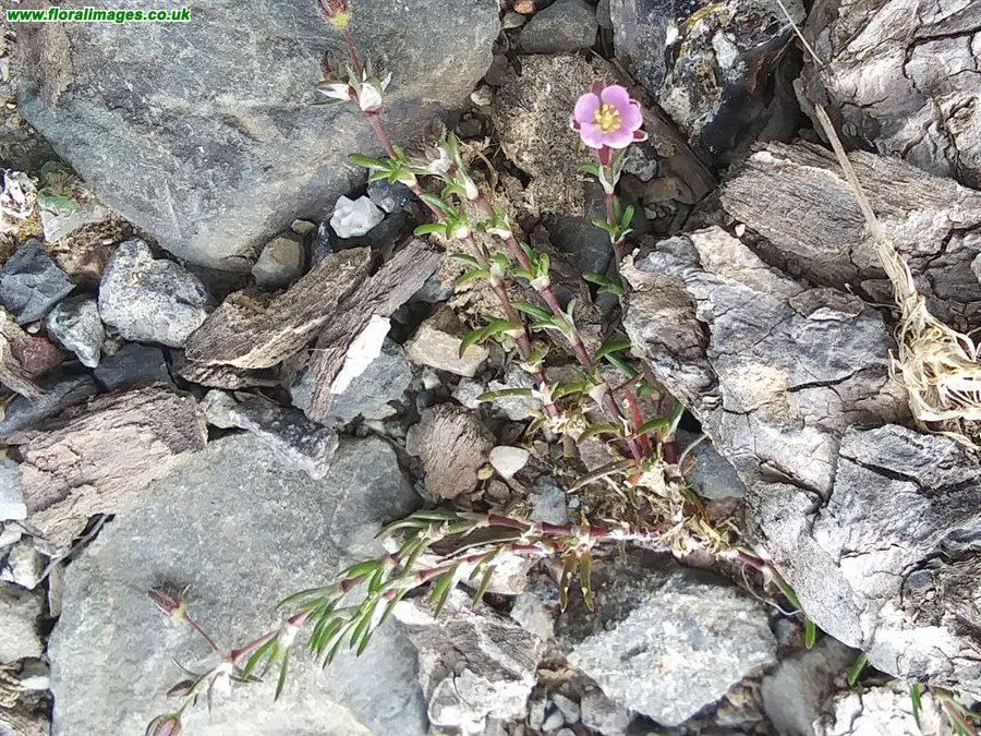 Spergularia rubra