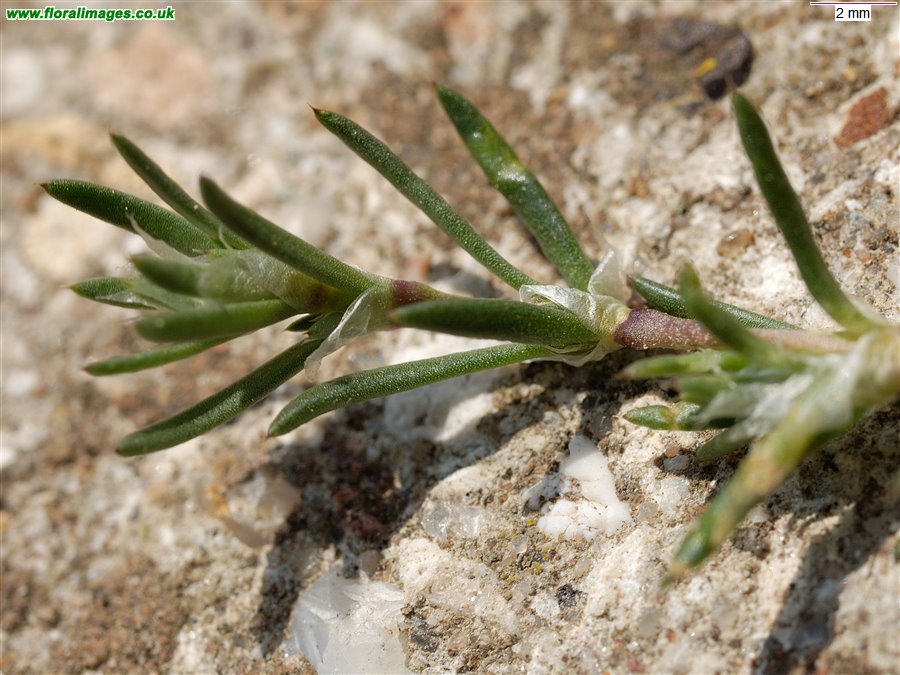 Spergularia rubra