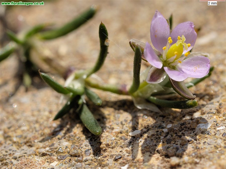 Spergularia rubra