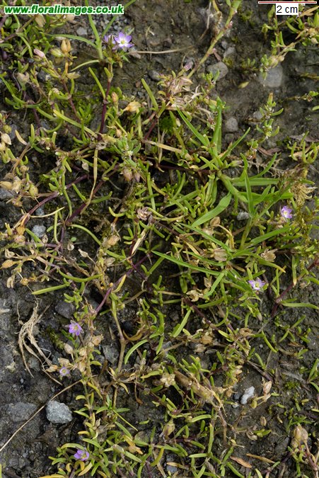 Spergularia rubra