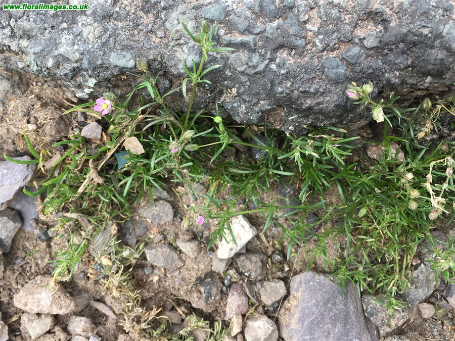Spergularia rubra