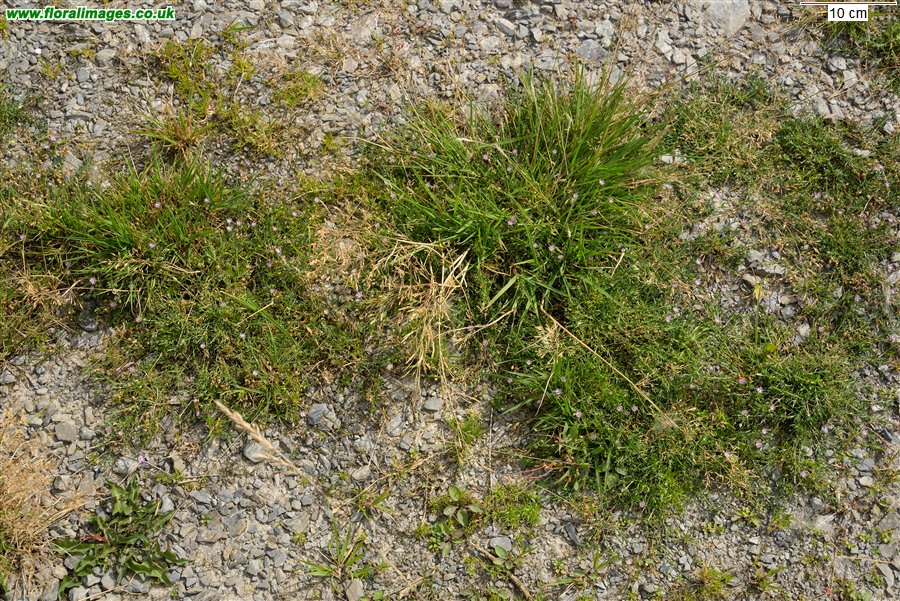 Spergularia rubra