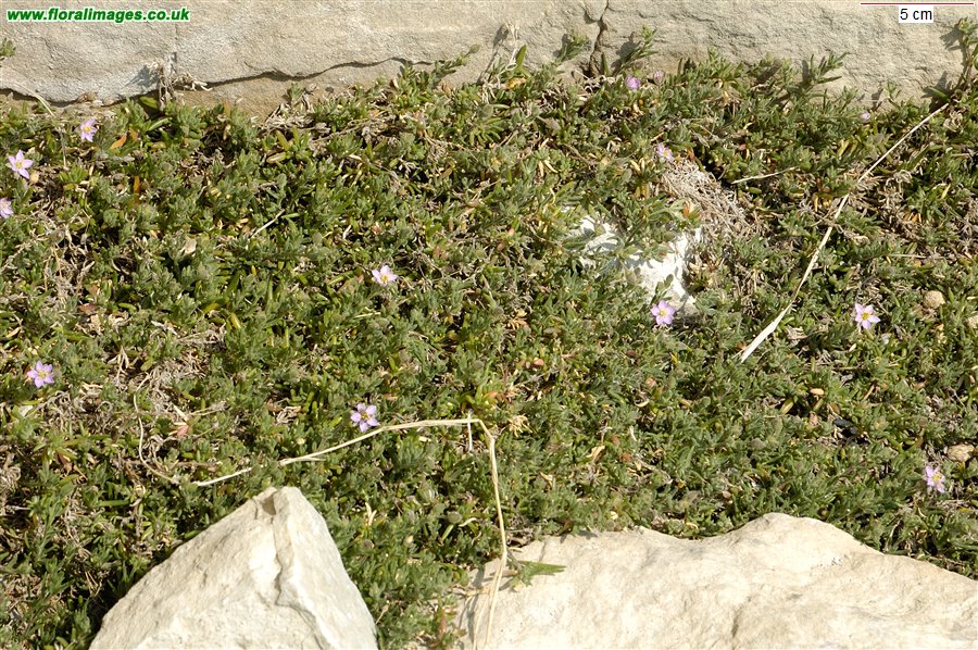 Spergularia rupicola