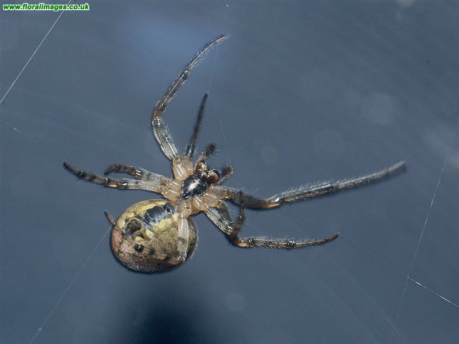 Spider