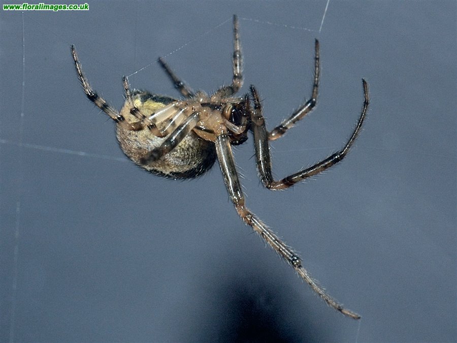 Spider