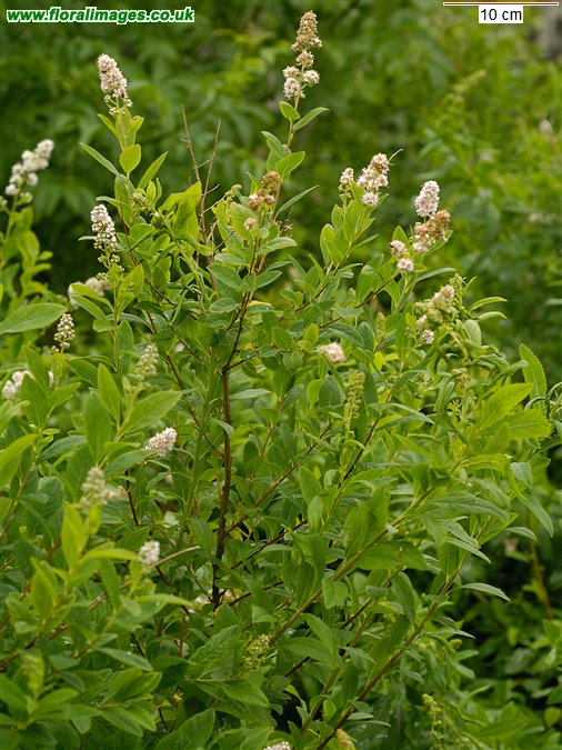 Spiraea x rosalba