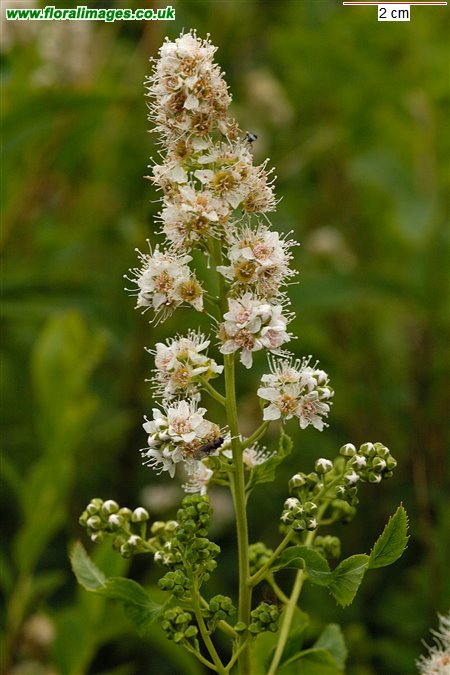 Spiraea x rosalba