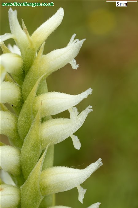 Spiranthes romanzoffiana