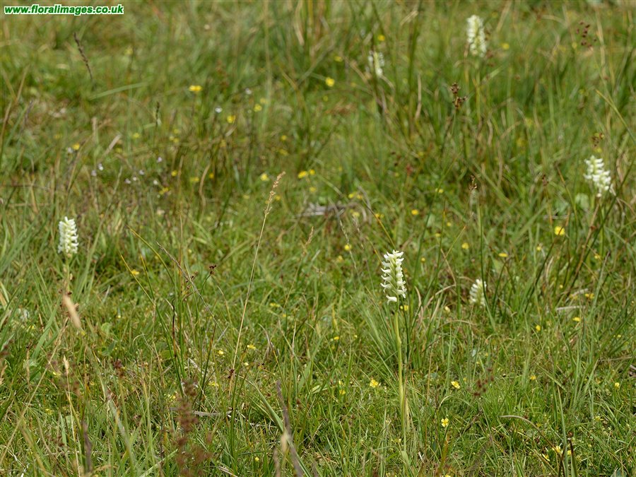 Spiranthes romanzoffiana