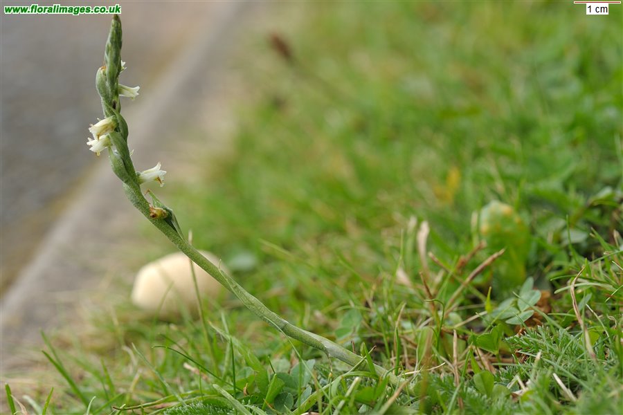Spiranthes spiralis