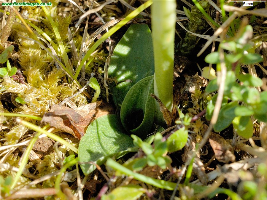 Spiranthes spiralis