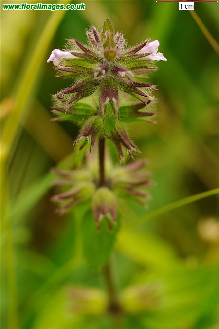 Stachys arvensis