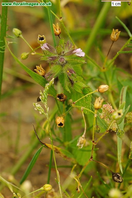 Stachys arvensis