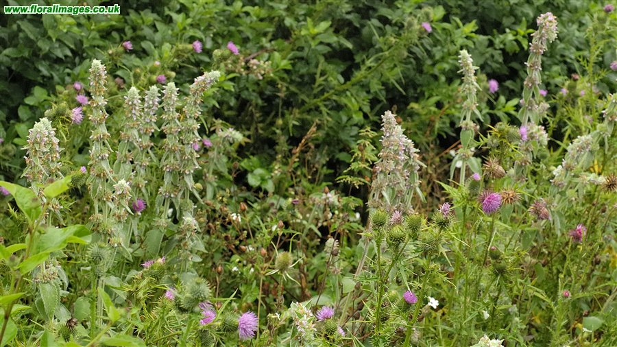 Stachys germanica