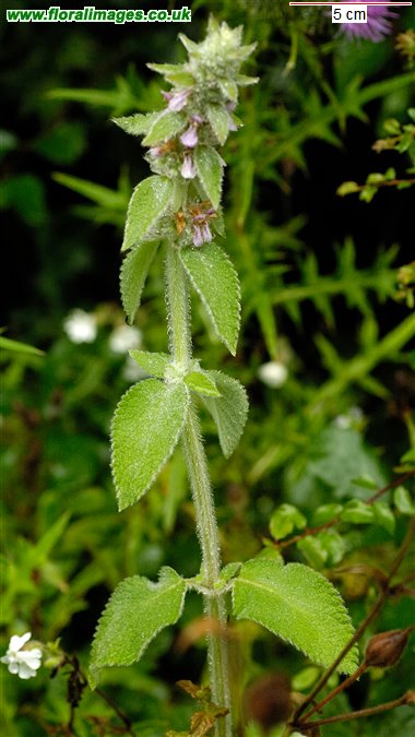 Stachys germanica