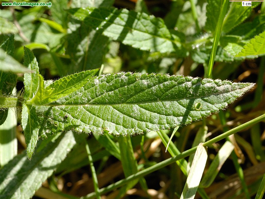 Stachys palustris