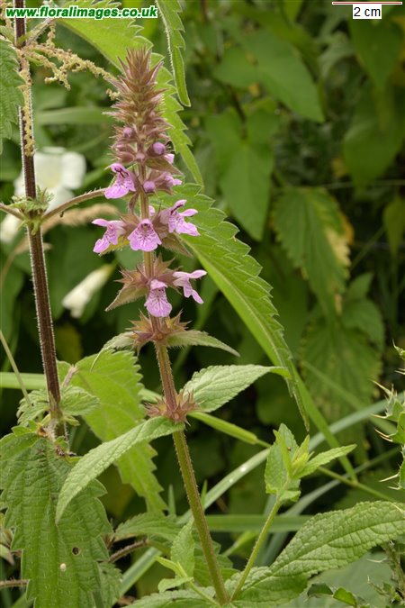 Stachys palustris