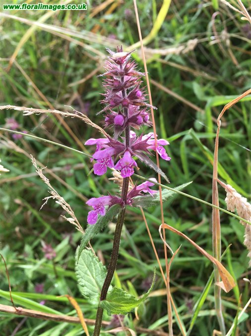 Stachys palustris