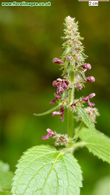 Stachys sylvatica