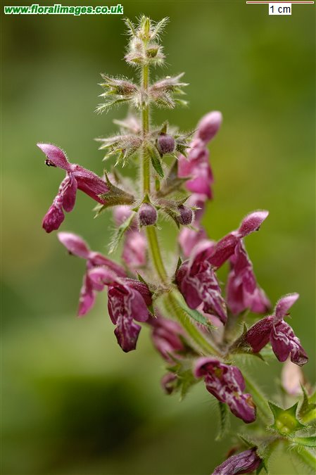 Stachys sylvatica