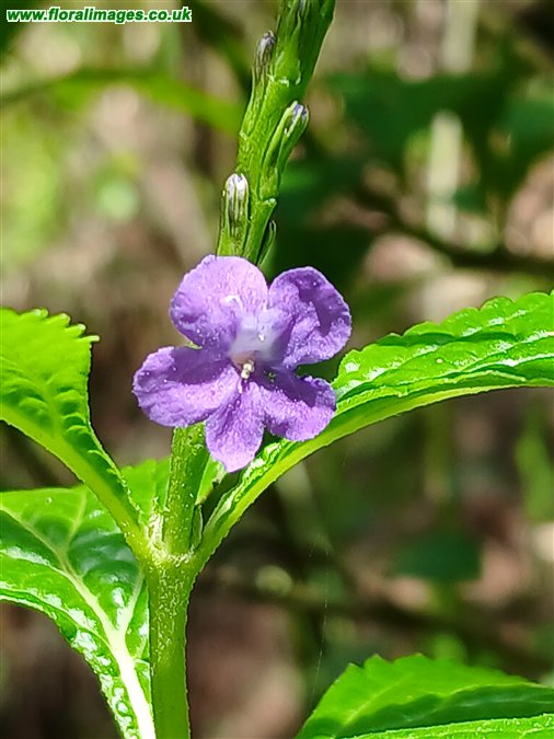 Stachytarpheta cayennensis