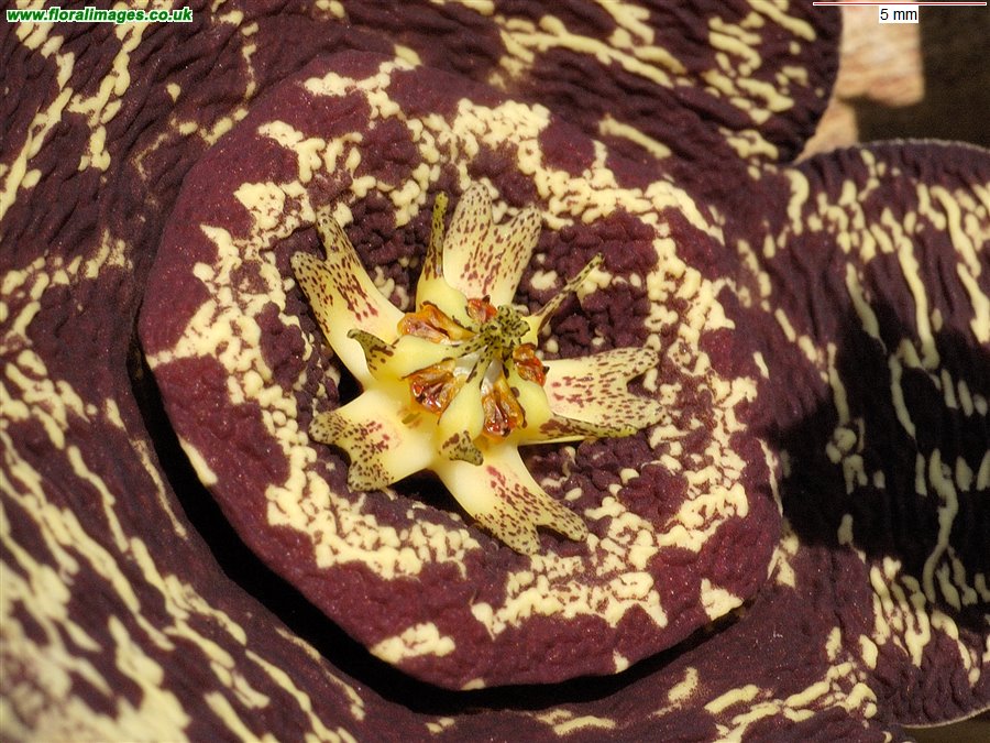 Stapelia variegata