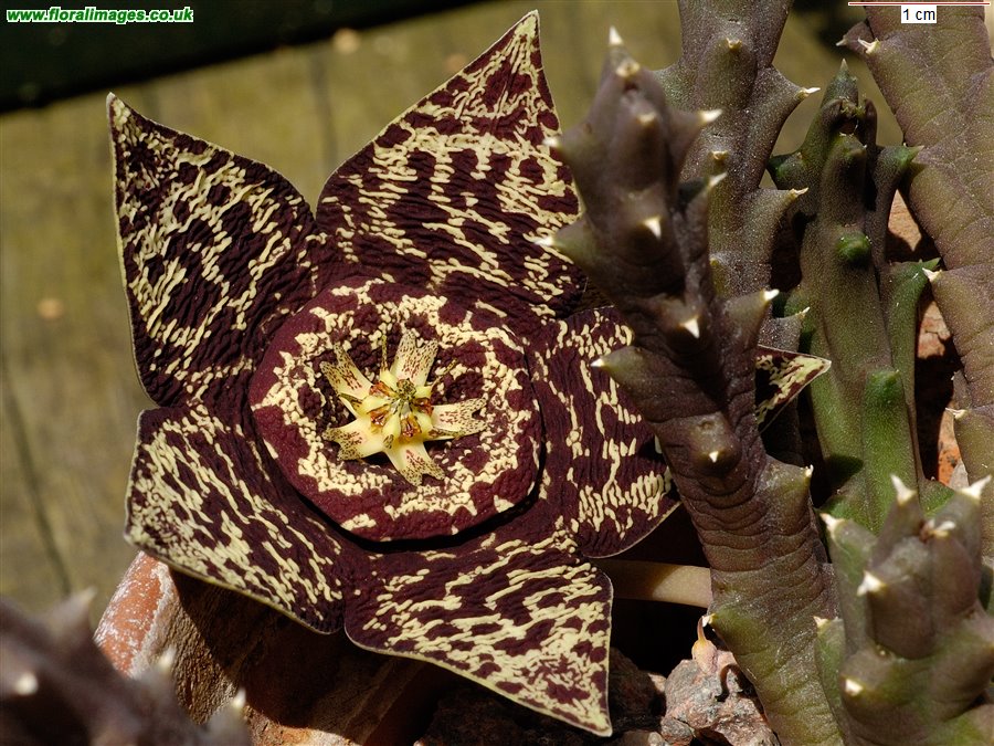 Stapelia variegata
