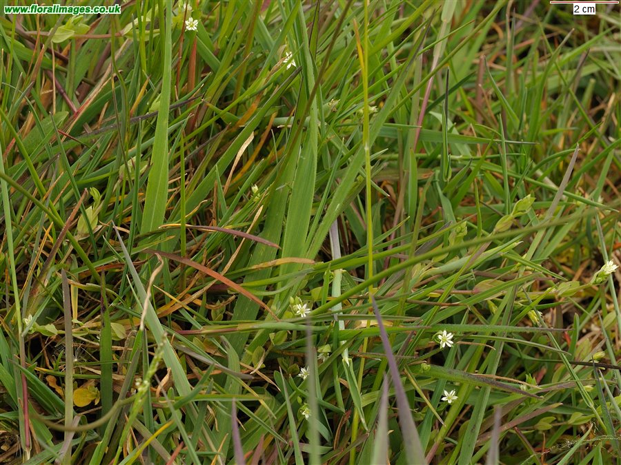 Stellaria alsine