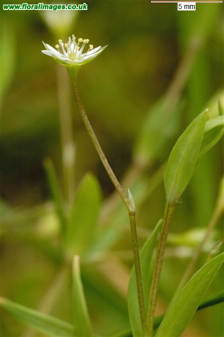 Stellaria alsine