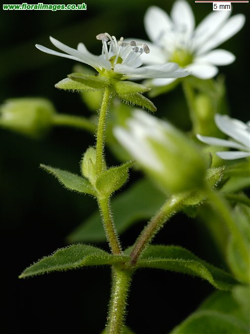 Stellaria aquatica