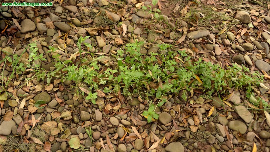 Stellaria aquatica
