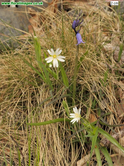 Stellaria holostea