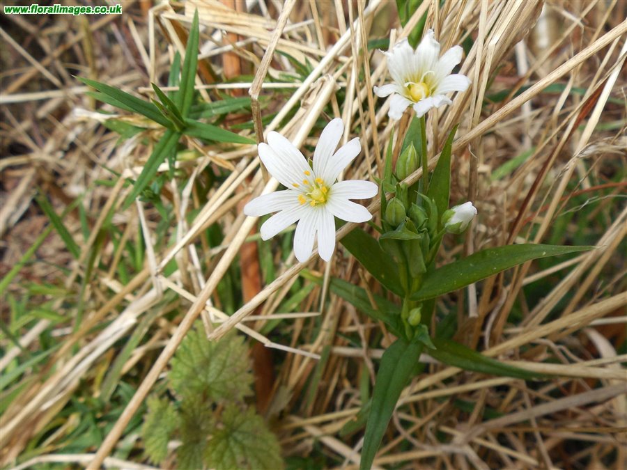 Stellaria holostea