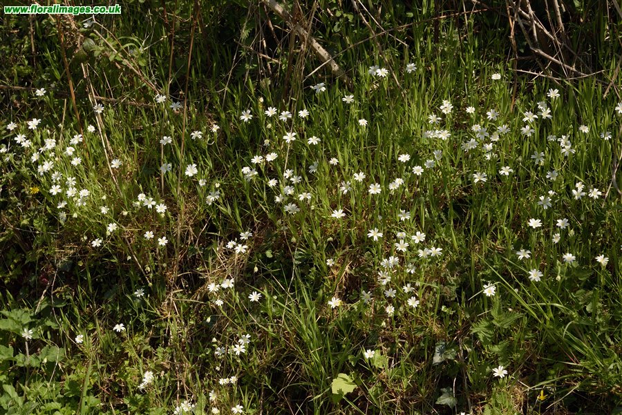 Stellaria holostea
