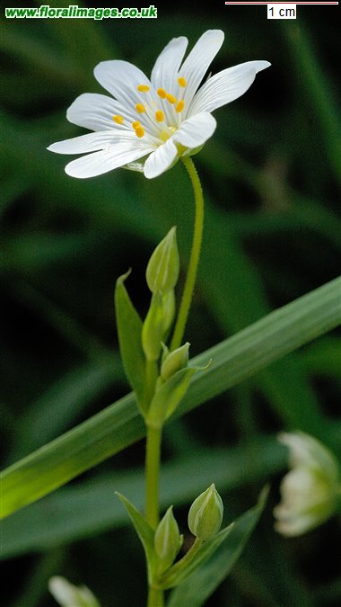 Stellaria holostea