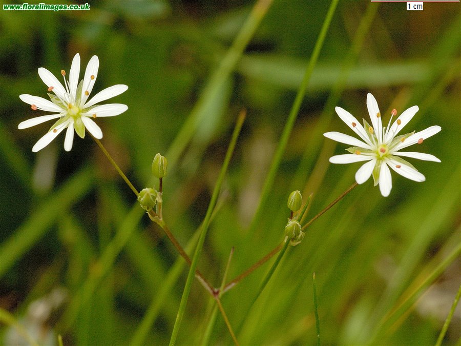 Stellaria palustris