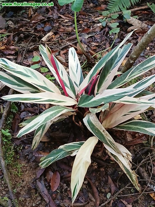 Stromanthe thalia