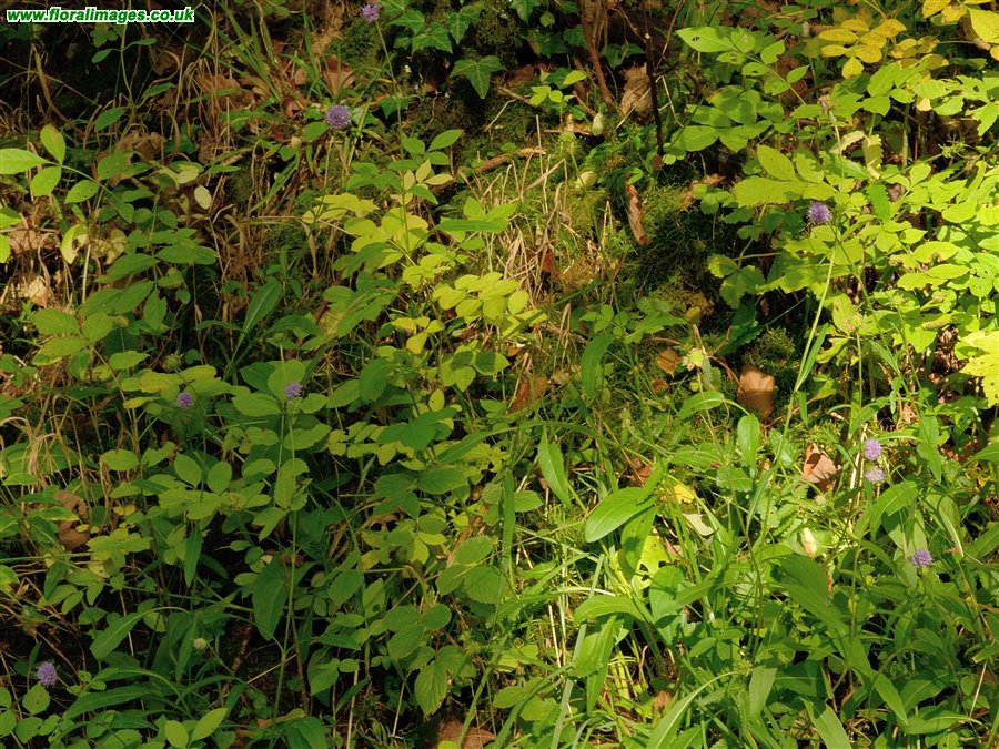 Succisa pratensis