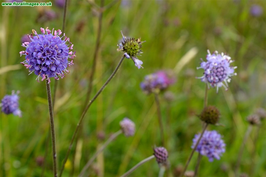 Succisa pratensis