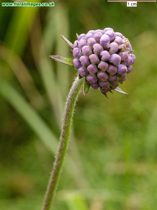 Succisa pratensis