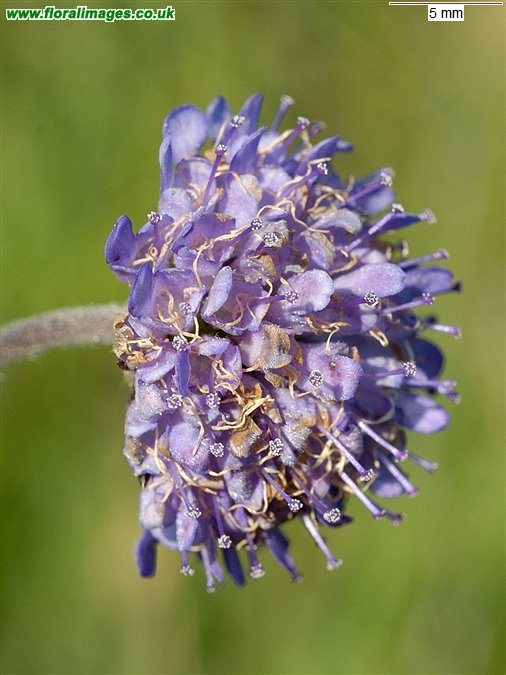 Succisa pratensis