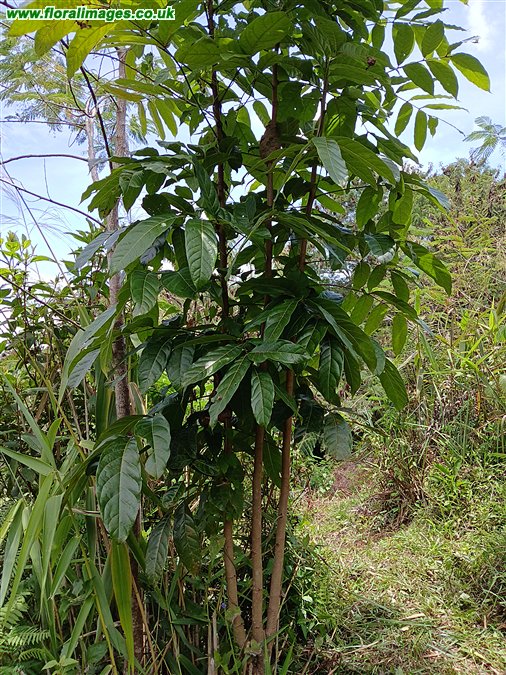 Swietenia macrophylla