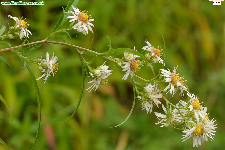 Symphyotrichum lanceolatum