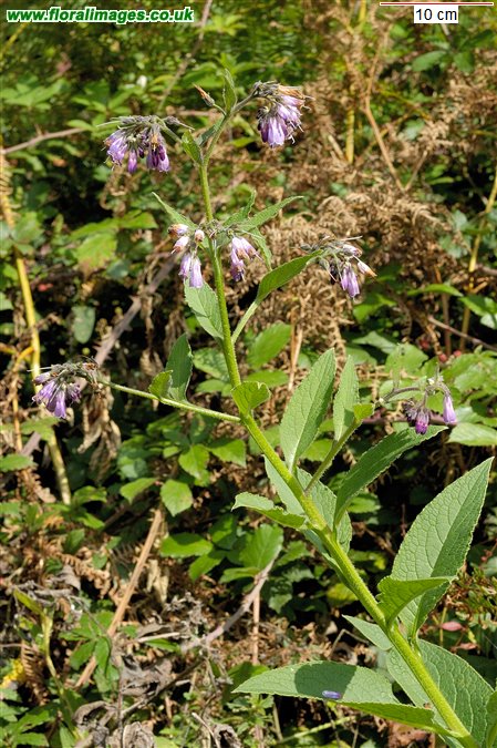 Symphytum asperum