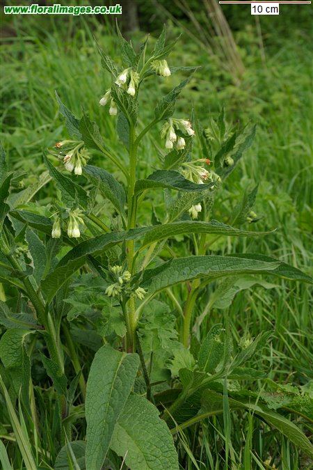 Symphytum officinale